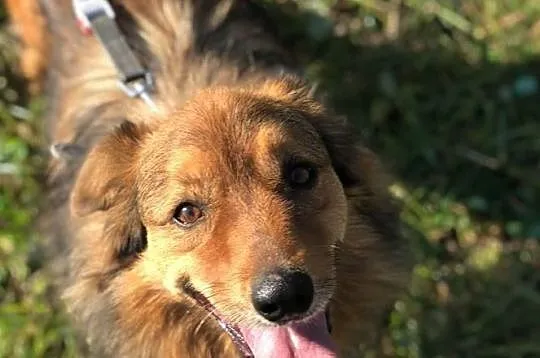 Misiek-8lat, 15kg, miękka ruda puchata sierść, pies czujny ale towarzyski, Małopolskie, Kraków