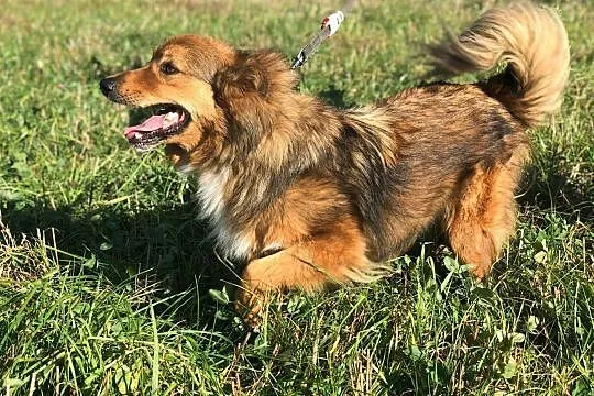 Misiek-8lat, 15kg, miękka ruda puchata sierść, pies czujny ale towarzyski, Małopolskie, Kraków