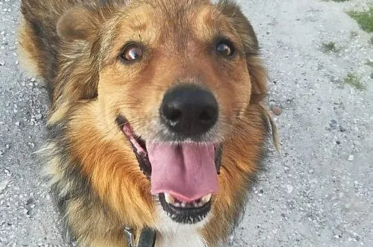 Misiek-8lat, 15kg, miękka ruda puchata sierść, pies czujny ale towarzyski, Małopolskie, Kraków