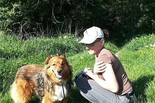 Misiek-8lat, 15kg, miękka ruda puchata sierść, pies czujny ale towarzyski, Małopolskie, Kraków