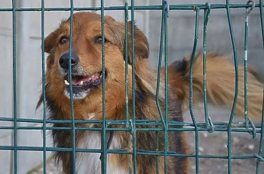 Misiek-8lat, 15kg, miękka ruda puchata sierść, pies czujny ale towarzyski, Małopolskie, Kraków