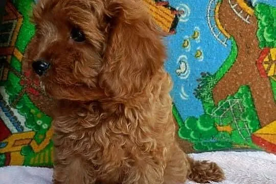 Cavapoo f1b
