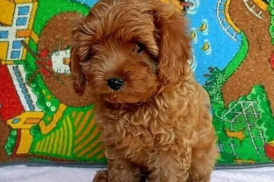 Cavapoo f1b, Małopolskie, Miechów