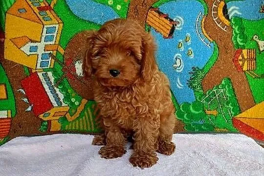 Cavapoo f1b, Małopolskie, Miechów