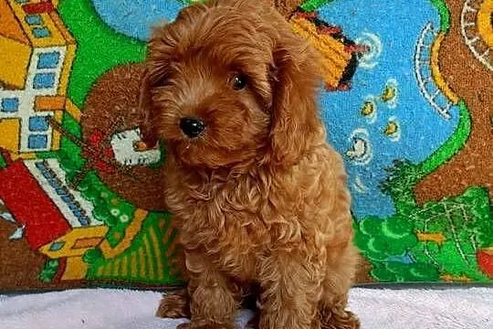 Cavapoo f1b, Małopolskie, Miechów