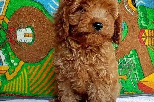 Cavapoo f1b, Małopolskie, Miechów