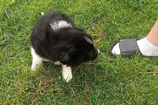 Pieski border collie, Małopolskie, Stryszawa