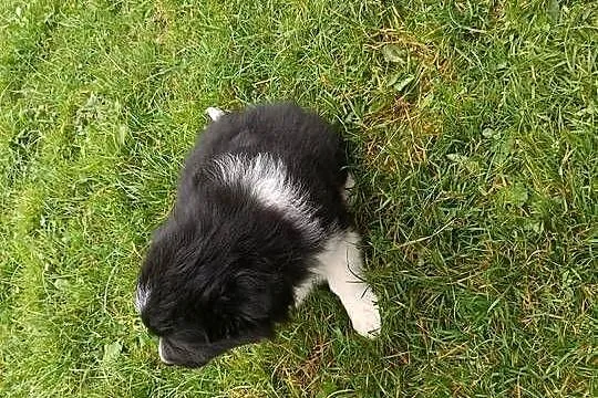 Pieski border collie, Małopolskie, Stryszawa