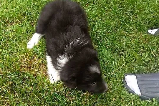 Pieski border collie, Małopolskie, Stryszawa
