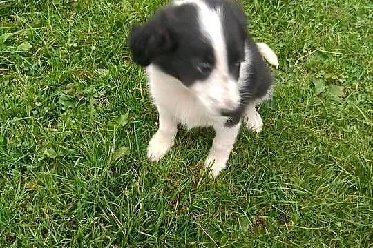 Pieski border collie, Małopolskie, Stryszawa