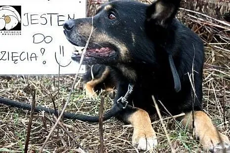 Armin- sympatyczny przyjaciel domu!,  mazowieckie 