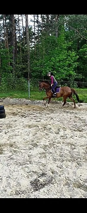 Sprzedam klacz, ,