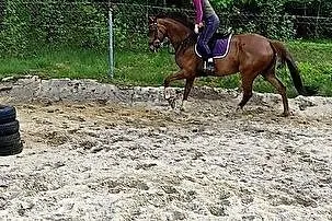 Sprzedam klacz, , 