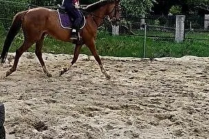 Sprzedam klacz, , 