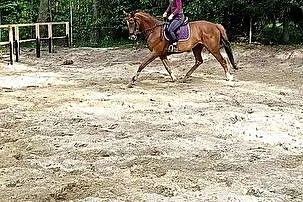Sprzedam klacz, , 