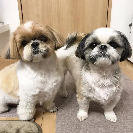 Urocze szczenięta Shih Tzu są już gotowe do nowych domów.