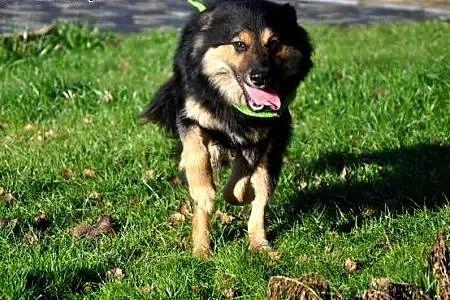 Sunia wysterylizowana,młodziutka,adopcja!!,  świętokrzyskie Kielce