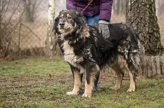 Misio, spokojny, dostojny i przyjazny kudłacz do p