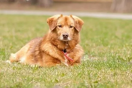 Przecudny Panczo do adopcji!!,  mazowieckie Warsza