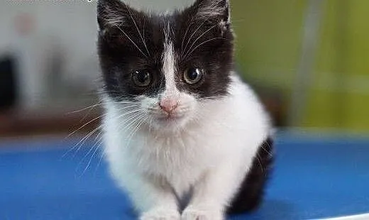 MILAGROS- 6tyg kotka do adopcji,, małopolskie Kra