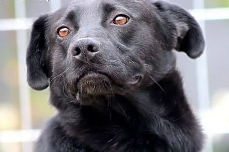 Oreo- nieśmiały ale pełen miłości pies,  mazowieck