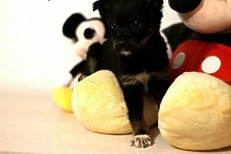 3 suczki do adopcji,, małopolskie Kraków