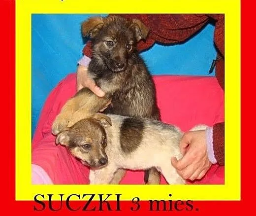 3miesięczne,szceniaczki,docelowo średnie,suczki AD