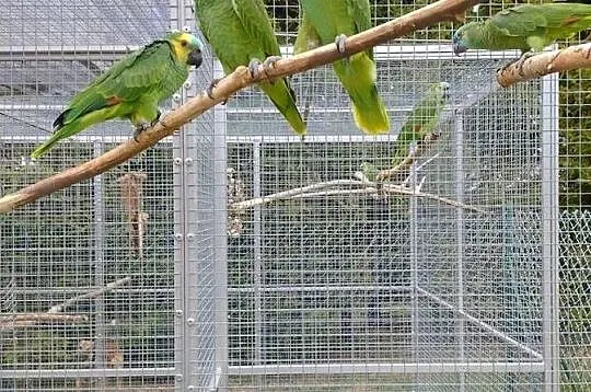 Sprzedam Amazonki Niebieskoczelne, Małopolskie, Skałka