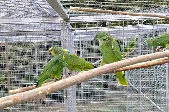 Sprzedam Amazonki Niebieskoczelne, Małopolskie, Skałka