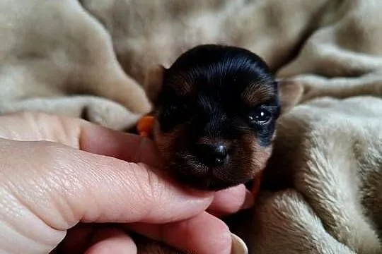 Yorkshire terrier do rezerwacji