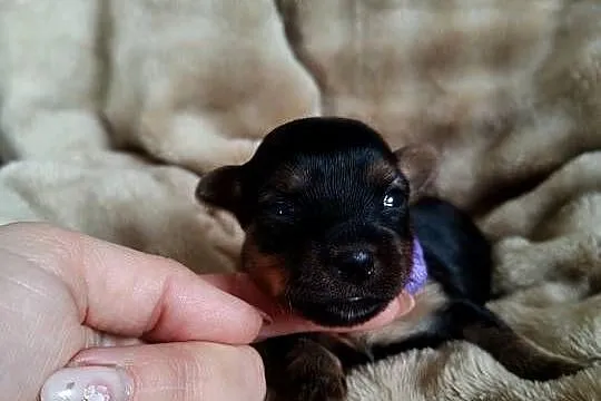 Yorkshire terrier do rezerwacji, Kujawsko-pomorskie, Łążynek