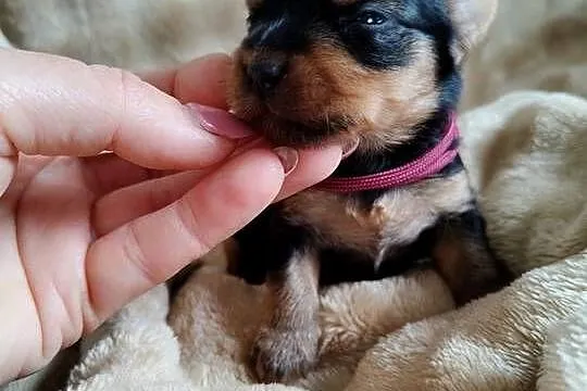 Yorkshire terrier do rezerwacji, Kujawsko-pomorskie, Łążynek