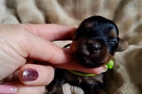 Yorkshire terrier do rezerwacji, Kujawsko-pomorskie, Łążynek
