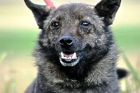 CYPISEK-maleńki psiak o ogromnym sercu ADOPCJA,  małopolskie Kraków