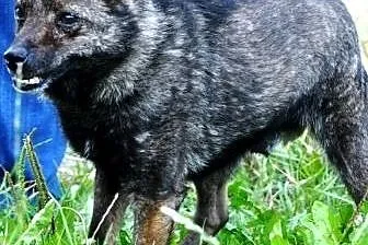 CYPISEK-maleńki psiak o ogromnym sercu ADOPCJA,  m