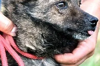 CYPISEK-maleńki psiak o ogromnym sercu ADOPCJA,  m