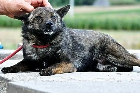 CYPISEK-maleńki psiak o ogromnym sercu ADOPCJA,  m