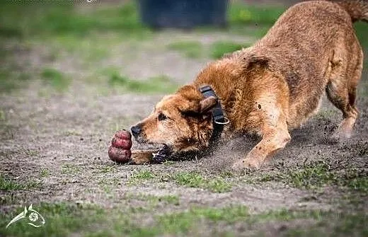 LEJLA energiczna, śliczna do adopcji, małopolskie