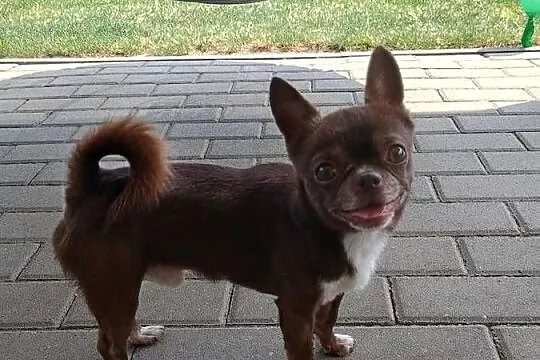 Chihuahua dorosły, reproduktor