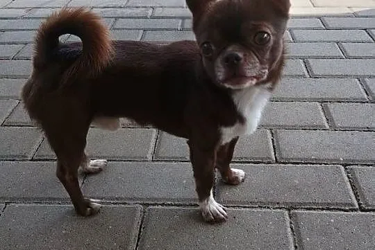 Chihuahua dorosły, reproduktor, Łódzkie, Radomsko