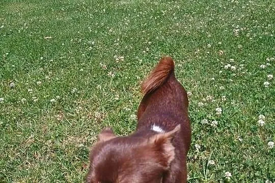Chihuahua dorosły, reproduktor, Łódzkie, Radomsko