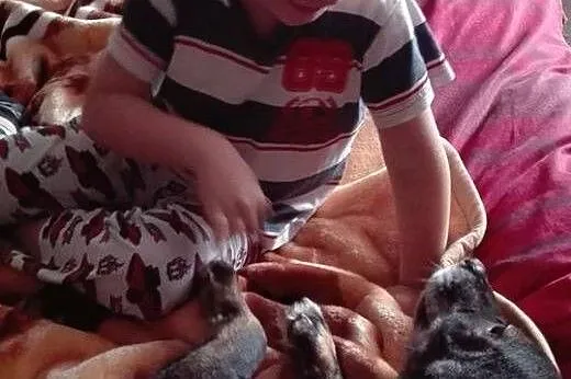 Maniek, pies w dojrzałym wieku,  dolnośląskie Jele