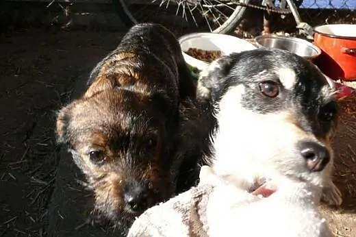 Dwie biedne 5 miesięczne sunie SZCZENIAKI w typie 
