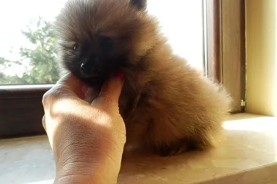 Szpic miniaturowy pomeranian piesek