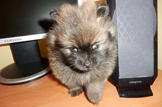 Szpic miniaturowy pomeranian piesek