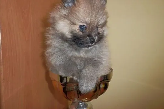 Szpic miniaturowy pomeranian piesek