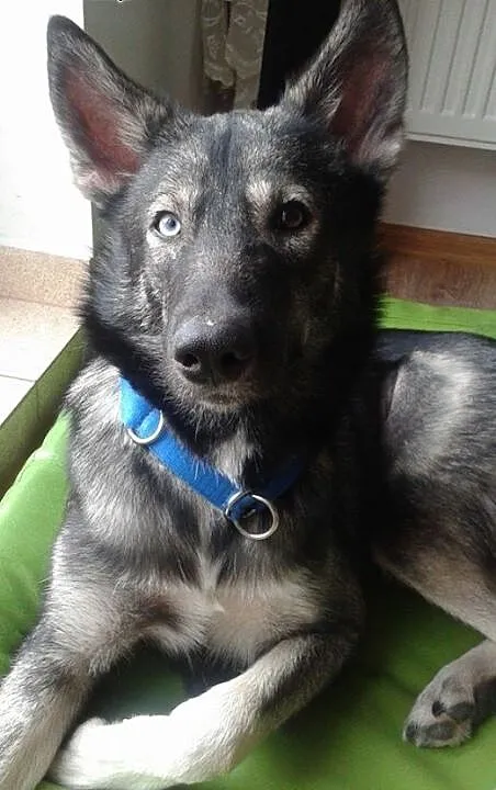 Dizo - przyjazny husky szuka kochającego domu, śl