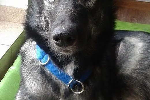 Dizo - przyjazny husky szuka kochającego domu,  śl