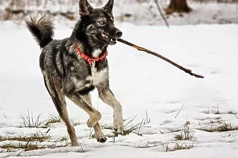 Dizo - przyjazny husky szuka kochającego domu,  śl