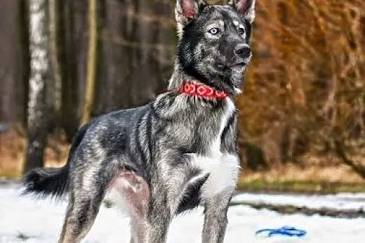Dizo - przyjazny husky szuka kochającego domu,  śl
